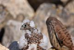 Kk kerkenez / Falco naumanni / Lesser kestrel